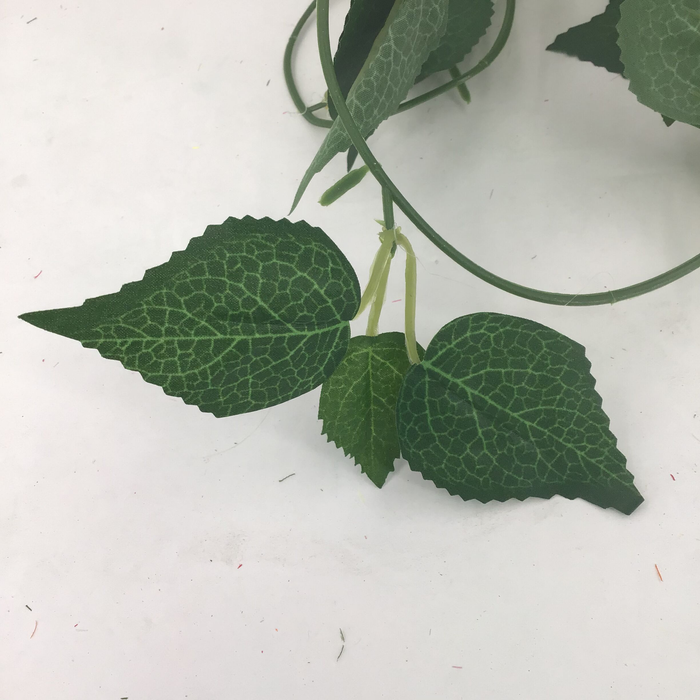 Close-up of green leaves on a white background