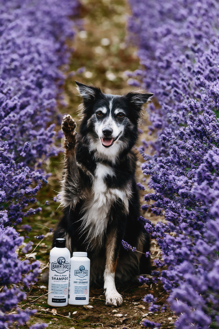 Barn Dog Shampoo Bundle