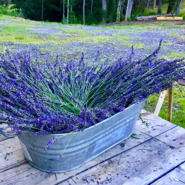 Lavender Sachet