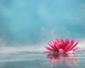 Ozonic - Premium Fragrance Oil