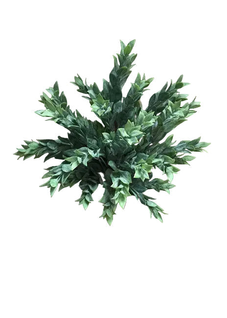 Rucus Leaves Bush