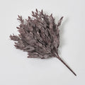 Rucus Leaves Bush