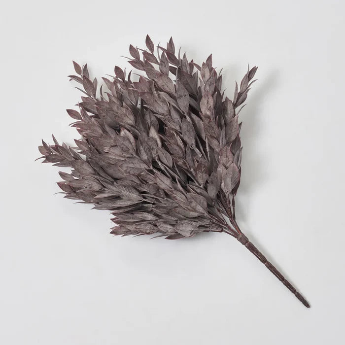 Rucus Leaves Bush