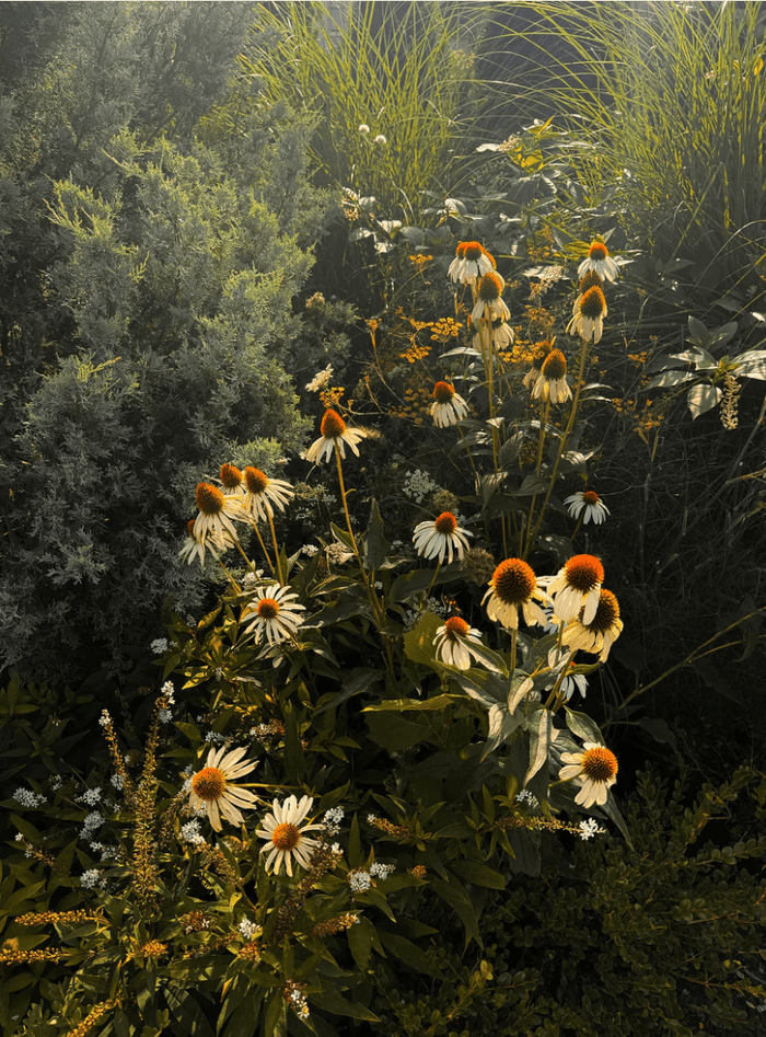 The Quiet Botanist | Garden Stories Candle - The Quiet Botanist - Living with Ivey